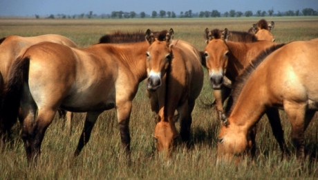 Невыясненная причина падежа сайгаков отсрочит завоз лошадей Пржевальского